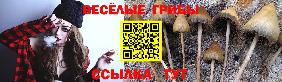 Псилоцибиновые грибы Psilocybe Чернушка